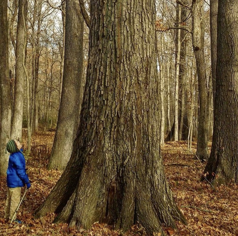 Downstate Illinois Road Trip Roundup: Take A Hike! 